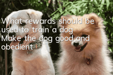 What rewards should be used to train a dog? Make the dog good and obedient!