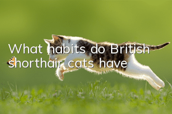 What habits do British shorthair cats have?