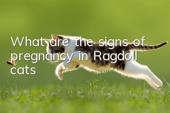 What are the signs of pregnancy in Ragdoll cats?