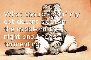 What should I do if my cat doesn’t sleep in the middle of the night and keeps tormenting me?