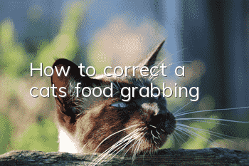 How to correct a cat’s food grabbing