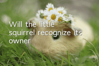 Will the little squirrel recognize its owner?