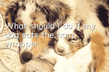 What should I do if my dog ​​eats the ham wrapper?