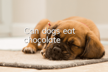 Can dogs eat chocolate?