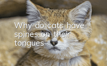 Why do cats have spines on their tongues?