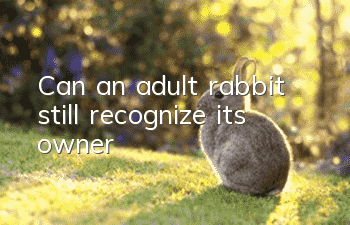 Can an adult rabbit still recognize its owner?