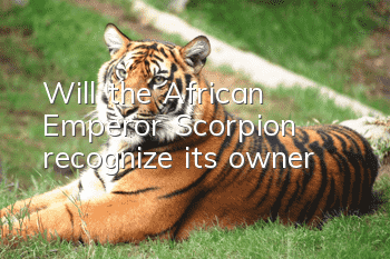 Will the African Emperor Scorpion recognize its owner?