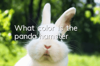 What color is the panda hamster?