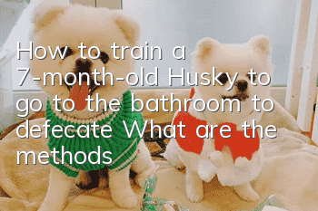 How to train a 7-month-old Husky to go to the bathroom to defecate? What are the methods?