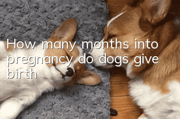 How many months into pregnancy do dogs give birth?