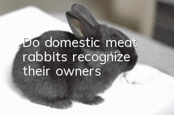 Do domestic meat rabbits recognize their owners?