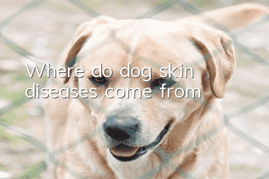 Where do dog skin diseases come from?