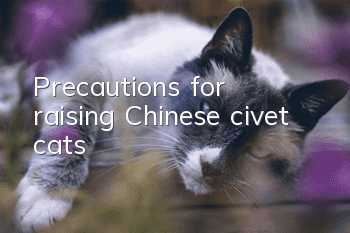 Precautions for raising Chinese civet cats