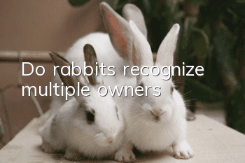 Do rabbits recognize multiple owners?