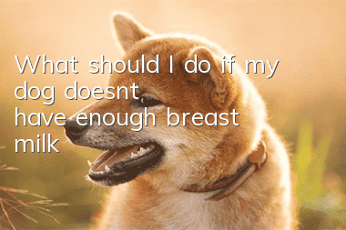 What should I do if my dog ​​doesn’t have enough breast milk?