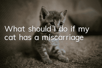 What should I do if my cat has a miscarriage?