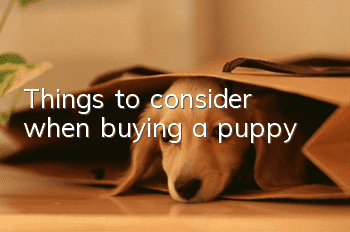 Things to consider when buying a puppy