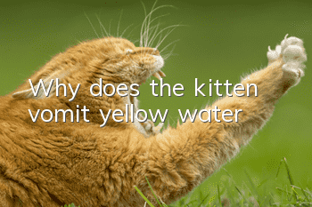 Why does the kitten vomit yellow water?