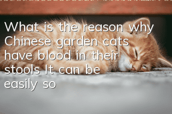 What is the reason why Chinese garden cats have blood in their stools? It can be easily solved with the right medicine!