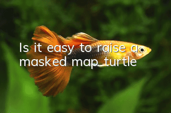 Is it easy to raise a masked map turtle?