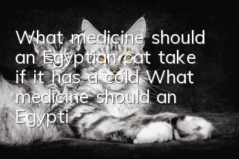 What medicine should an Egyptian cat take if it has a cold? What medicine should an Egyptian cat take if it has a cold?