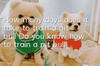 How many days does it take to train a pit bull? Do you know how to train a pit bull?