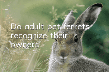 Do adult pet ferrets recognize their owners?