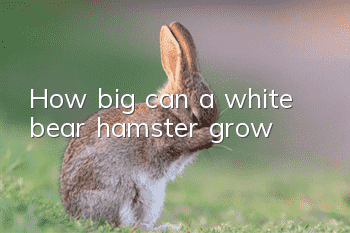 How big can a white bear hamster grow?