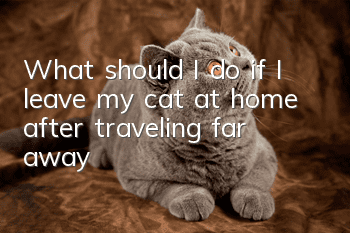 What should I do if I leave my cat at home after traveling far away?