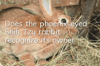 Does the phoenix-eyed Shih Tzu rabbit recognize its owner?