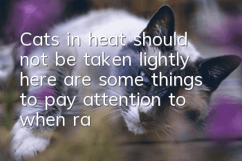 Cats in heat should not be taken lightly, here are some things to pay attention to when raising cats!