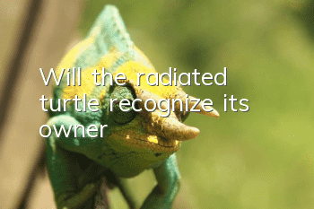 Will the radiated turtle recognize its owner?