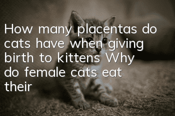 How many placentas do cats have when giving birth to kittens? Why do female cats eat their placentas?