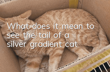 What does it mean to see the tail of a silver gradient cat?