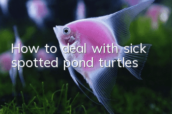 How to deal with sick spotted pond turtles