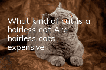 What kind of cat is a hairless cat? Are hairless cats expensive?