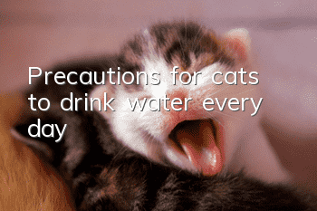 Precautions for cats to drink water every day