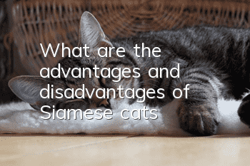 What are the advantages and disadvantages of Siamese cats?