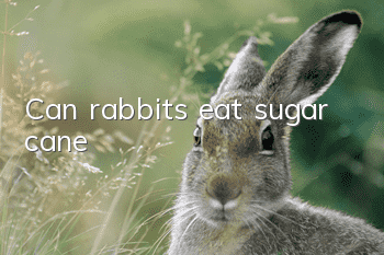 Can rabbits eat sugar cane?