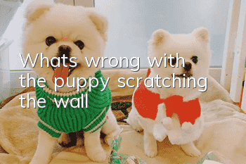 What's wrong with the puppy scratching the wall?