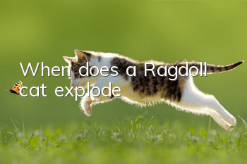 When does a Ragdoll cat explode?