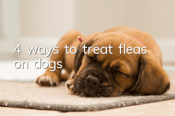 4 ways to treat fleas on dogs