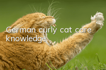 German curly cat care knowledge