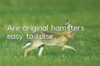 Are original hamsters easy to raise?