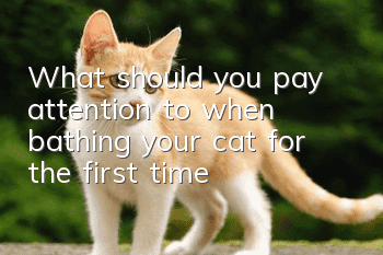 What should you pay attention to when bathing your cat for the first time?