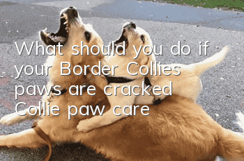 What should you do if your Border Collie’s paws are cracked? Collie paw care!