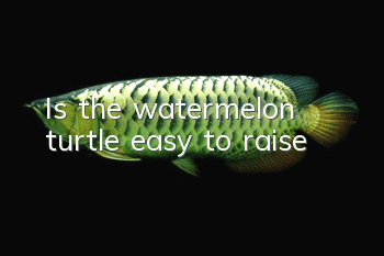 Is the watermelon turtle easy to raise?