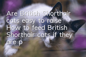 Are British Shorthair cats easy to raise? How to feed British Shorthair cats if they are picky eaters?