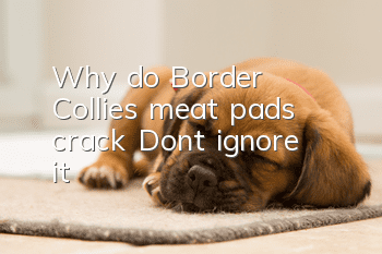 Why do Border Collies’ meat pads crack? Don’t ignore it!