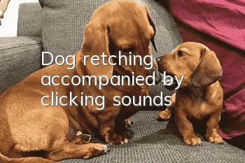 Dog retching accompanied by clicking sounds